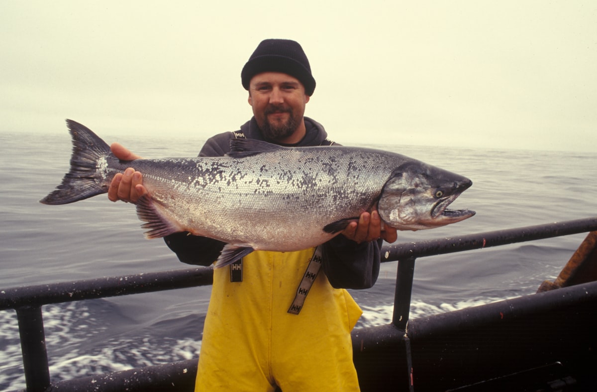 Lachs und Fischöl reich an Omega-3
